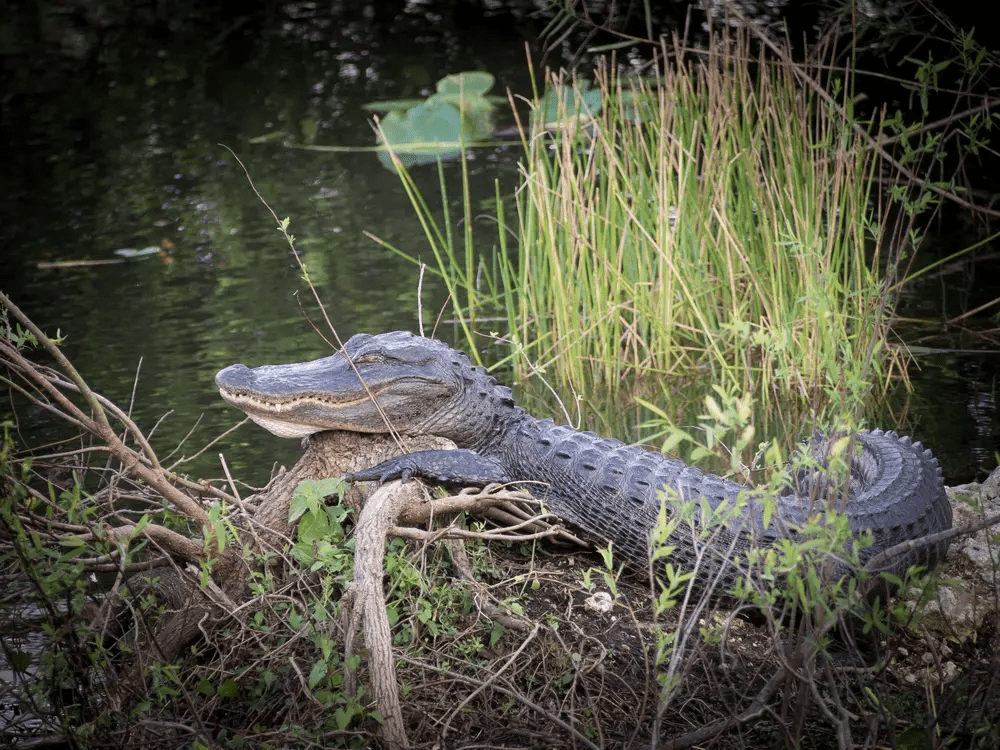 Alligator resting in Everglades wetlands during wildlife tour