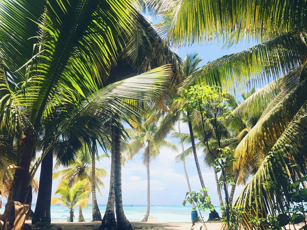 Green palms raise up to the sky on the sunny beach