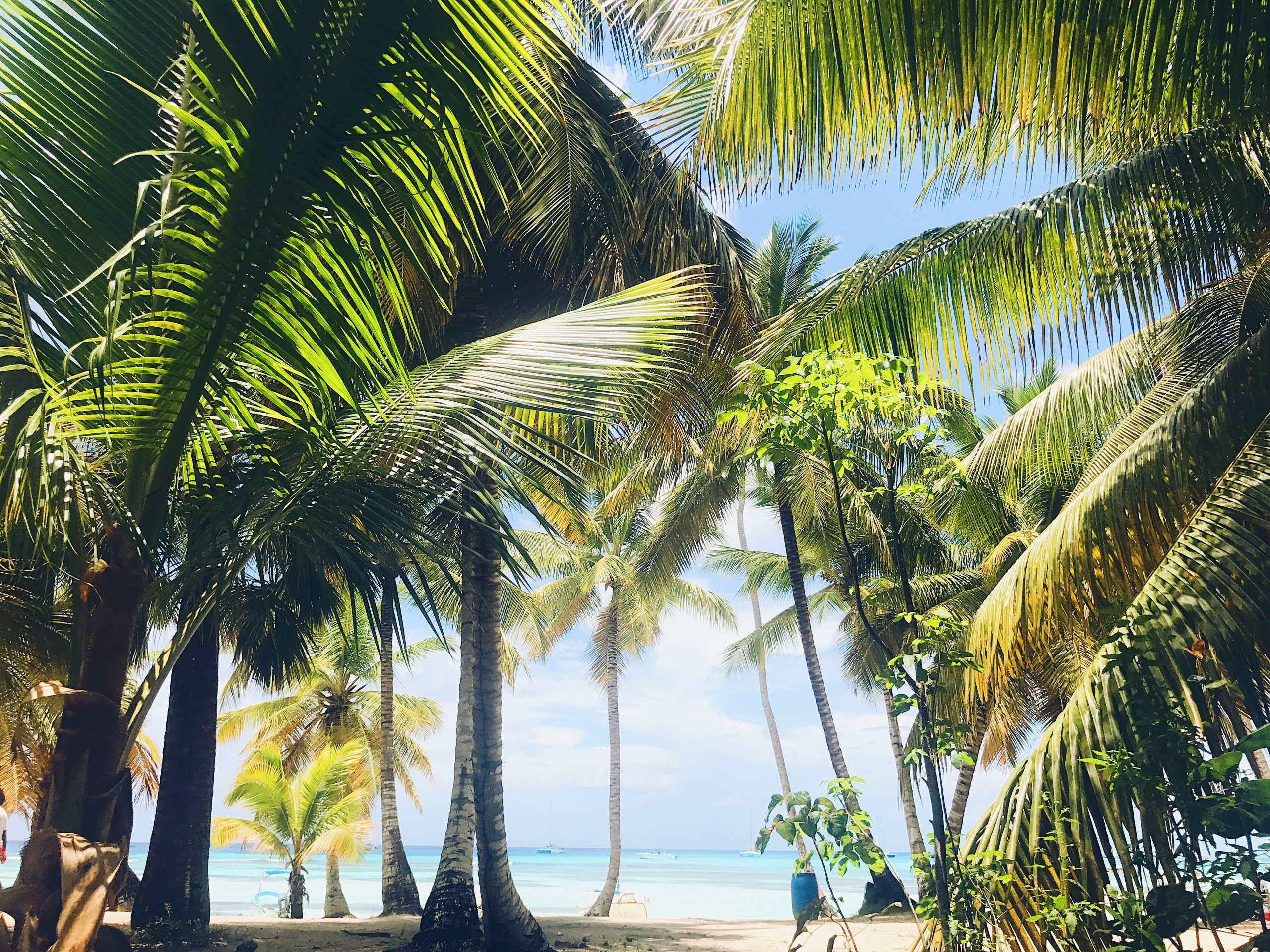 Green palms raise up to the sky on the sunny beach