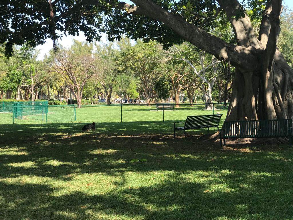 Shaded Haulover Park benches near a banyan tree overlooking a grassy dog park.